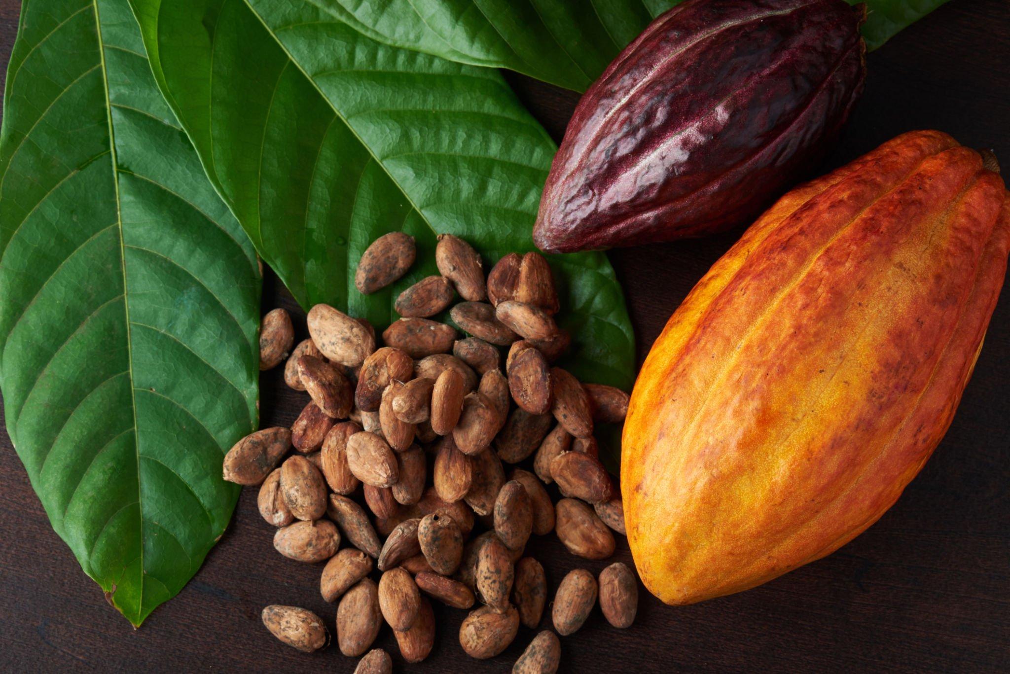 One of the World’s Finest Cacao Producers