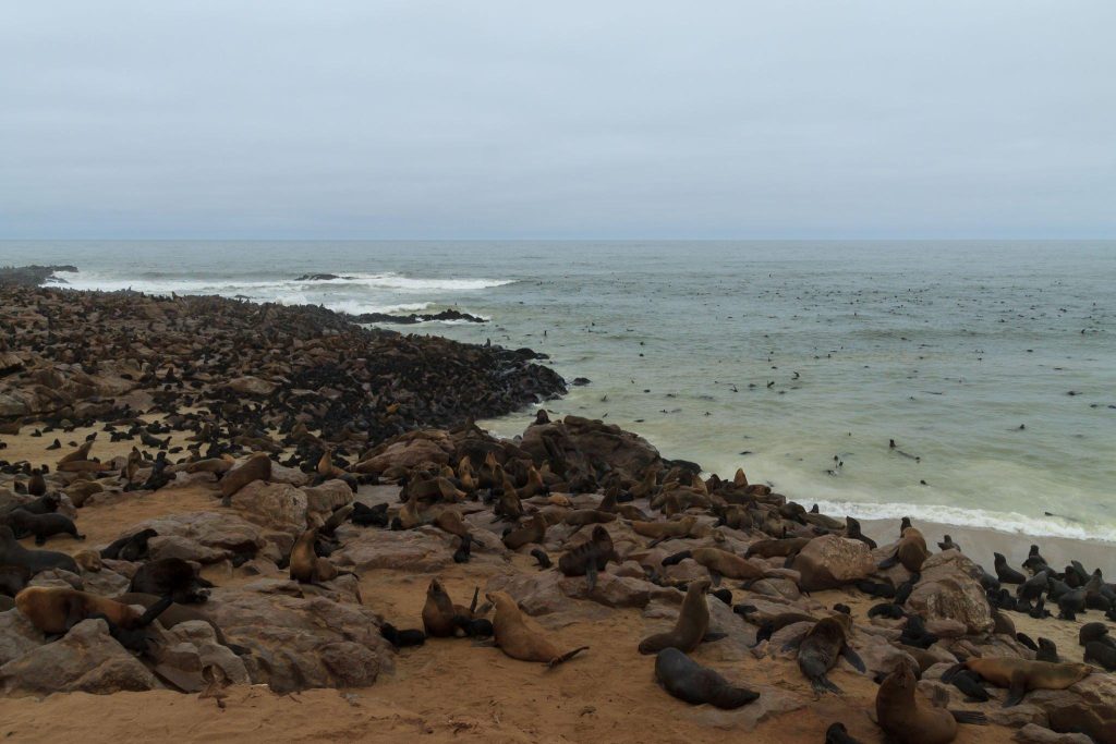 Cape Arago State Park: Nature's Playground