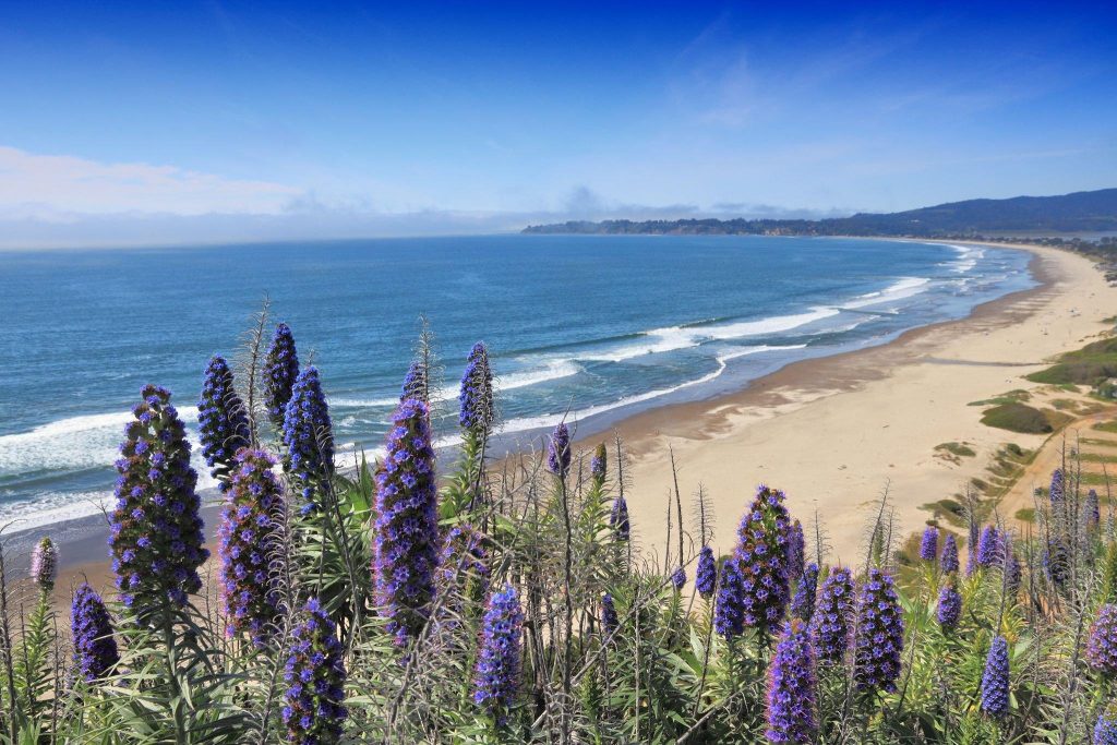 What is Stinson Beach Famous For