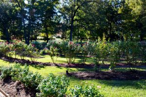 Tyler Municipal Rose Garden