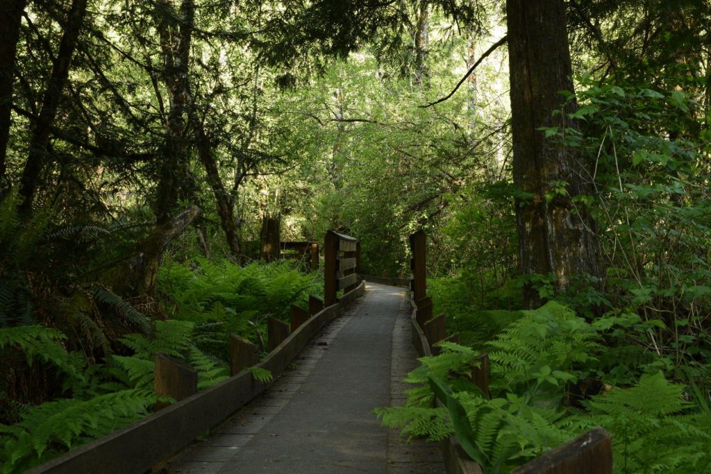 Elliott State Forest: A Haven for Nature Enthusiasts