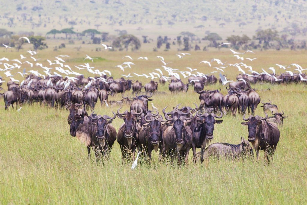 The World’s Largest Mammal Migration Takes Place in Tanzania