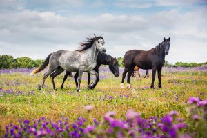 Texas Rose Horse Park