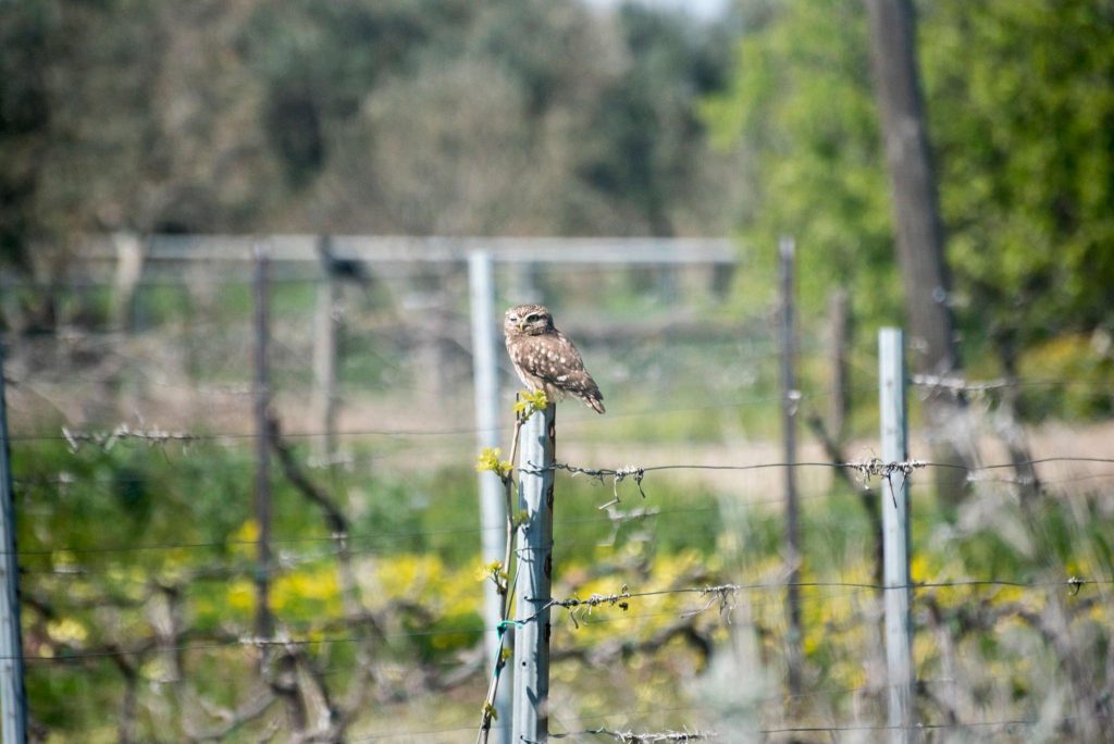 Relax at Falconer Vineyards