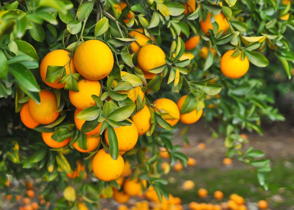 Leading Orange Producer in the US