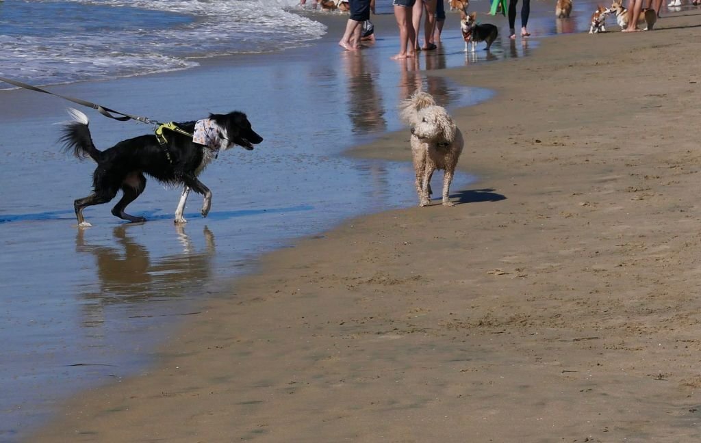 All Dogs Go to… Huntington Dog Beach!