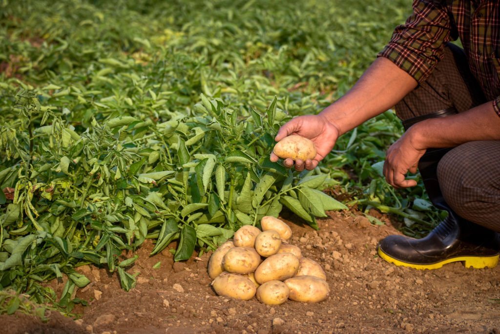 Peru: The Birthplace of Potatoes