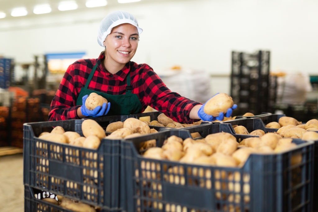 Potato Farming and Production