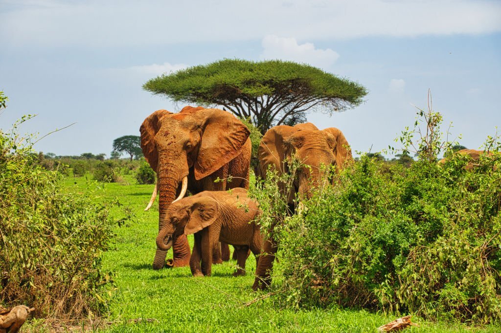 Iconic Tsavo Elephants 