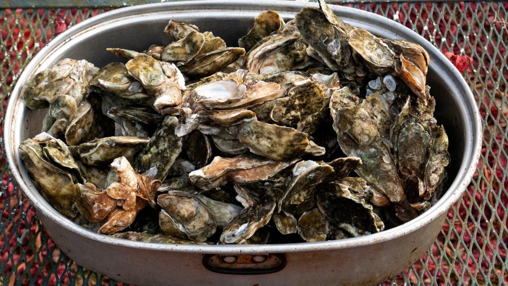 Coastal Oyster Celebration