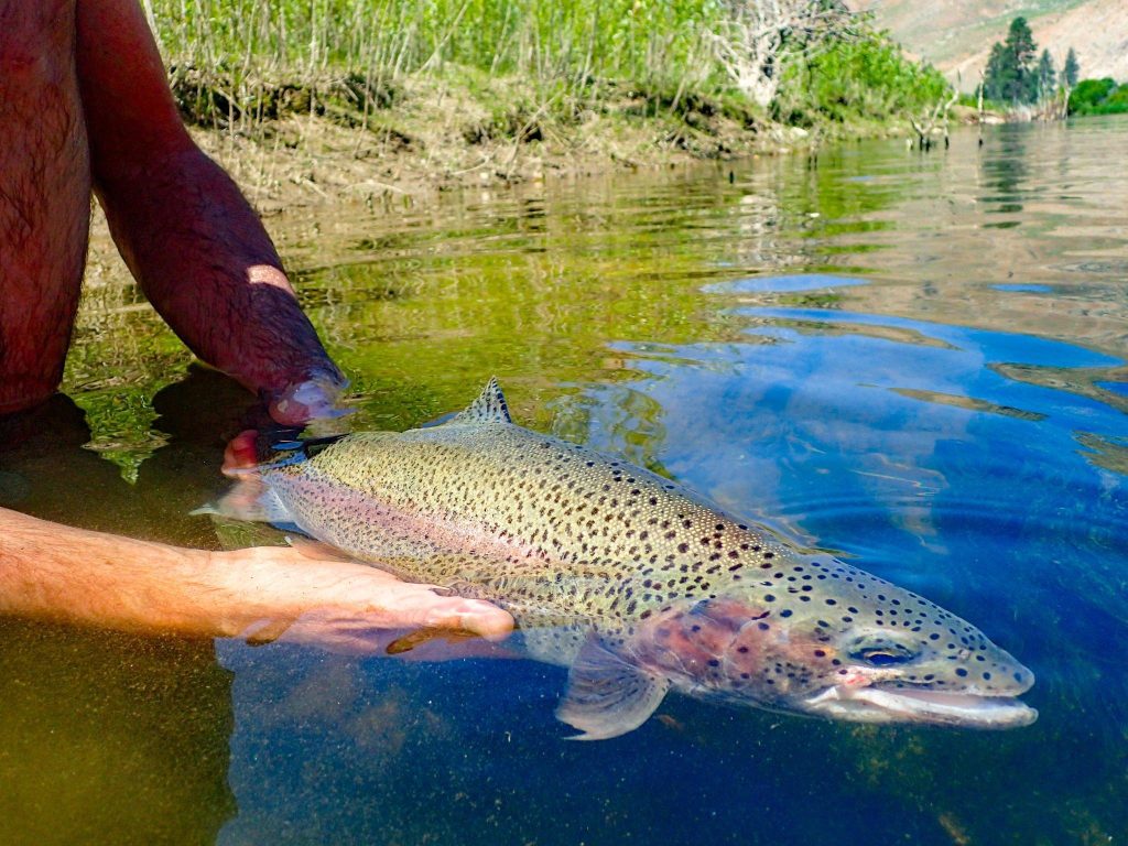 Trout Fishing: Pursuing Prized Trout in Idaho Waters