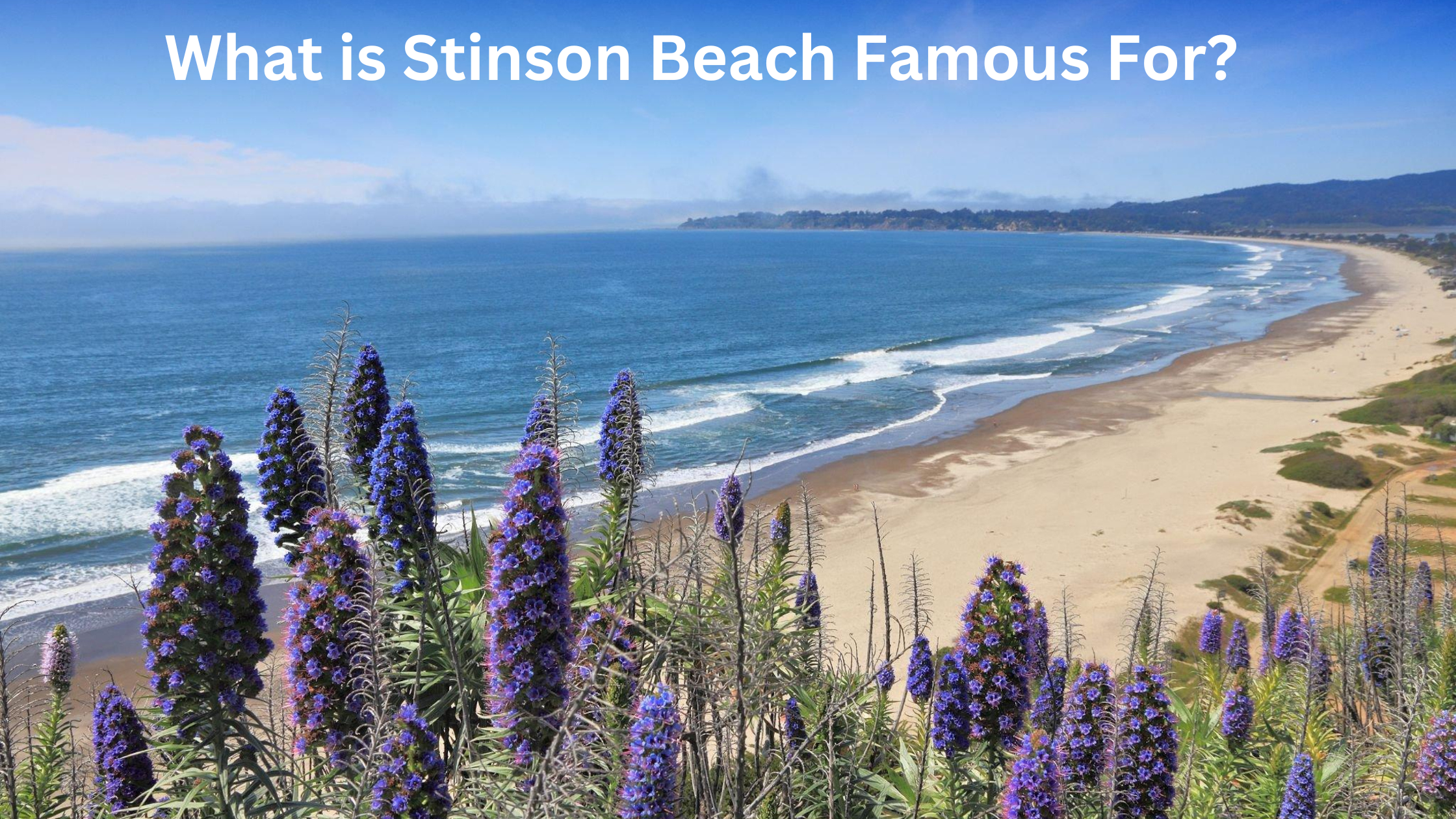 What is Stinson Beach Famous For