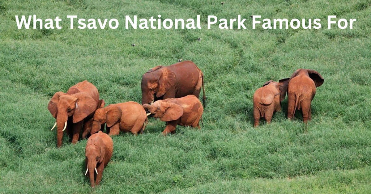 Discover What Tsavo National Park Famous For