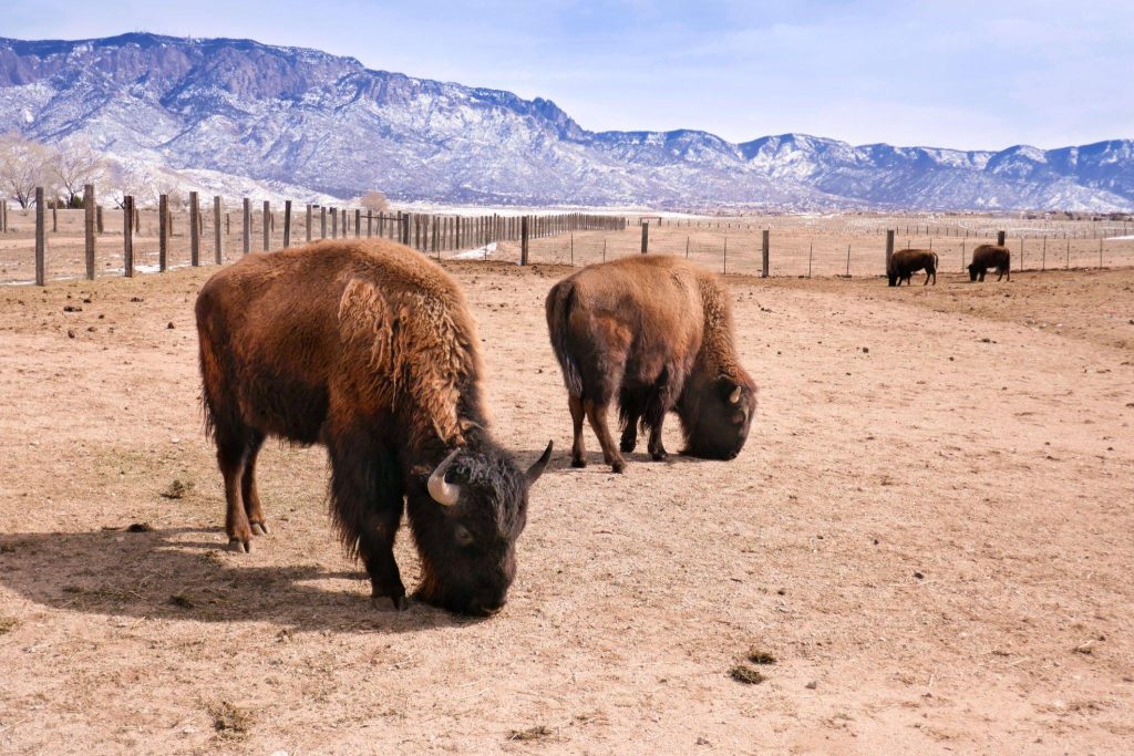 Cattle Outnumbering Humans in New Mexico