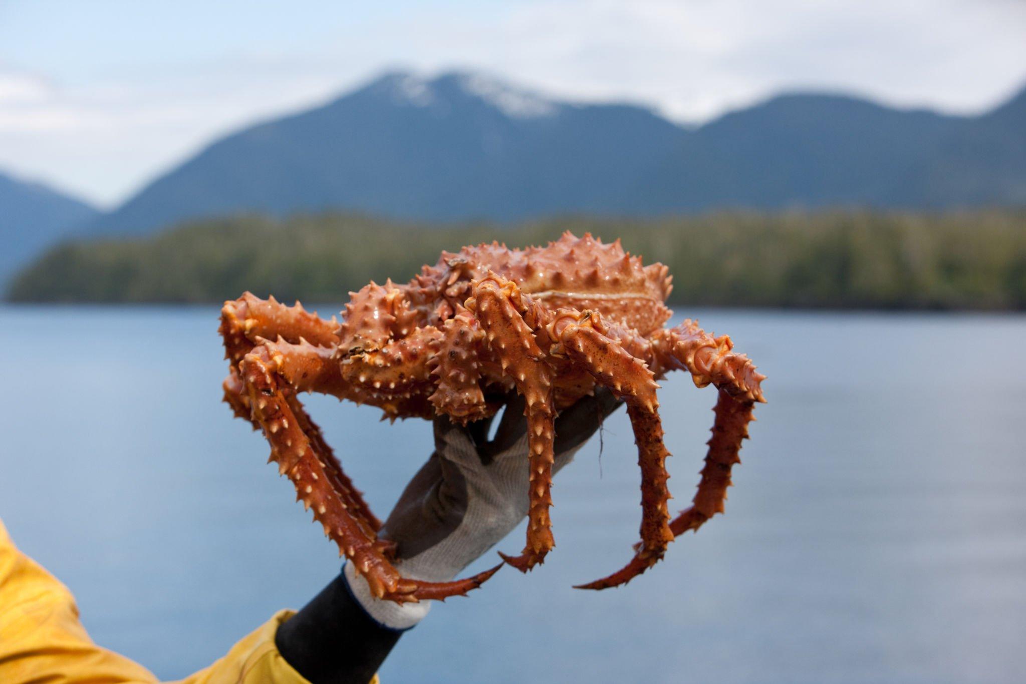 The Tempting Yet Dangerous King Crab