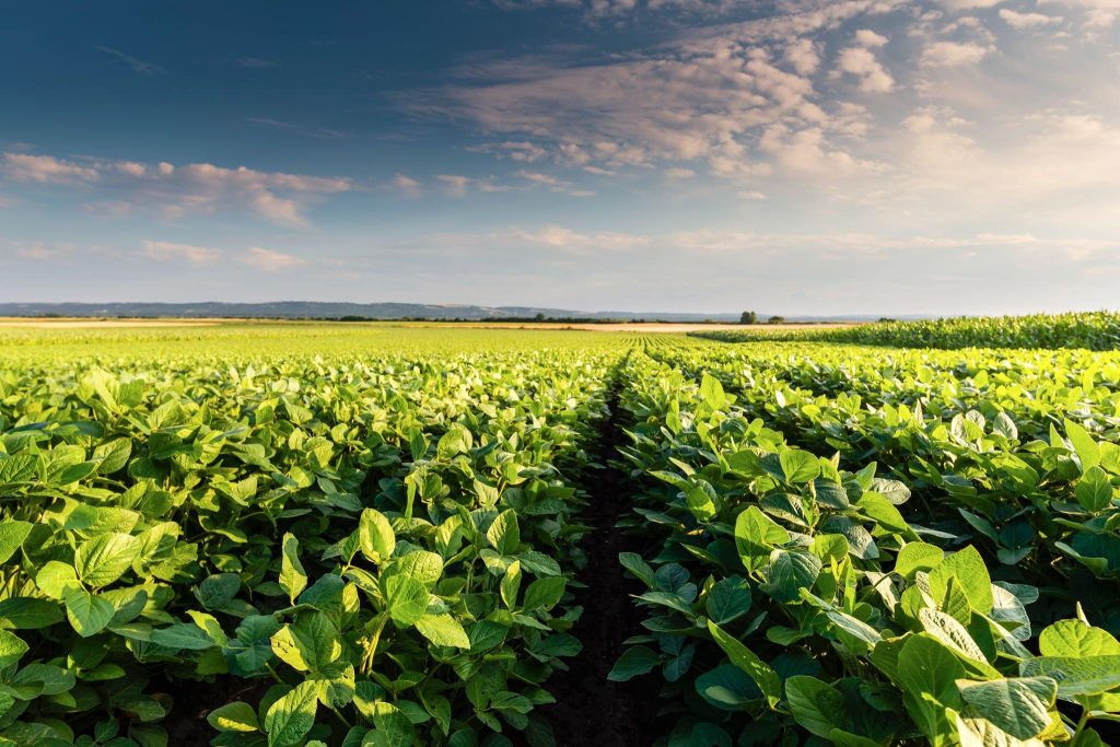 The Backbone of the Economy: Agriculture