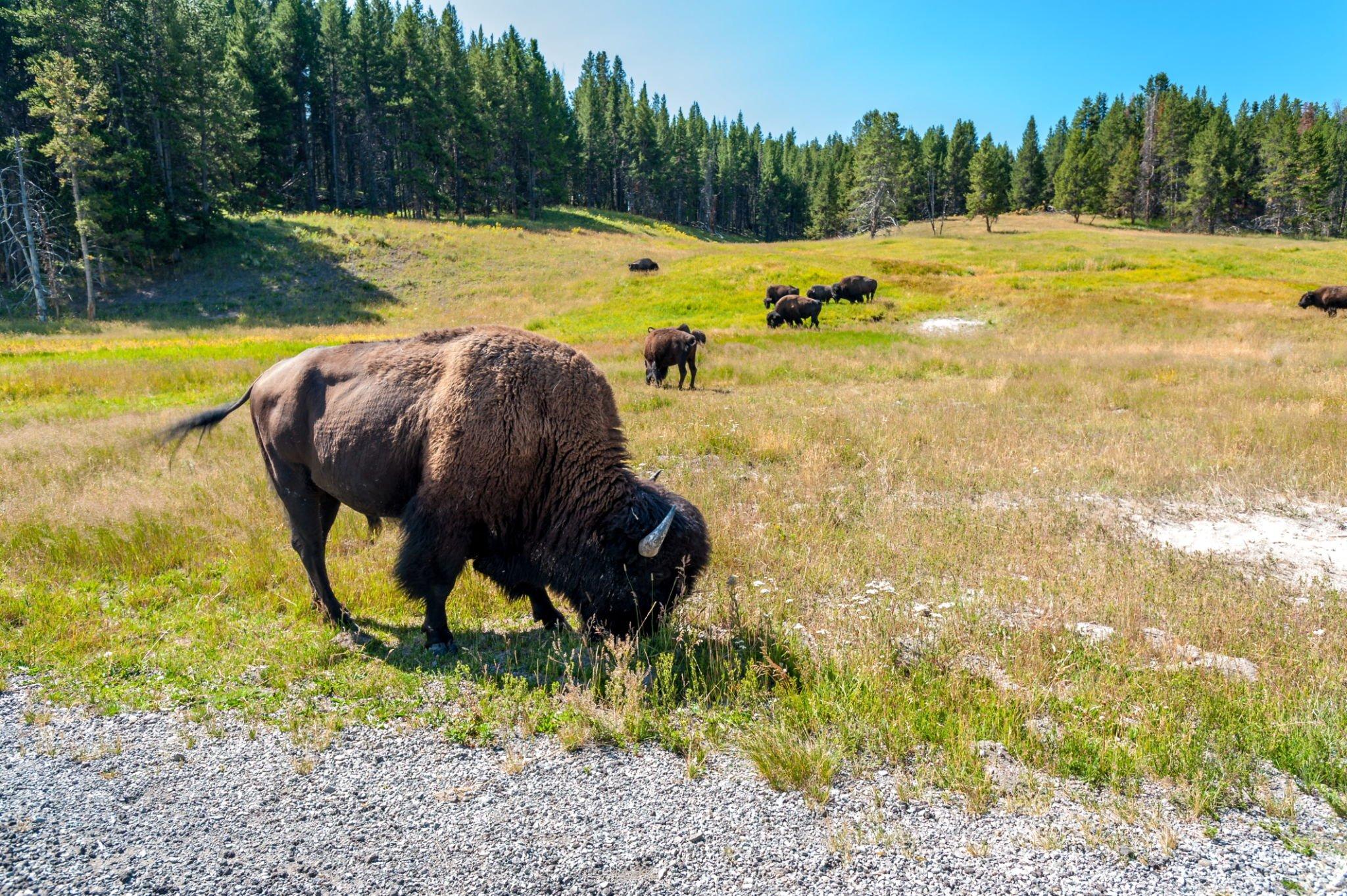 The Fascinating Bison Story