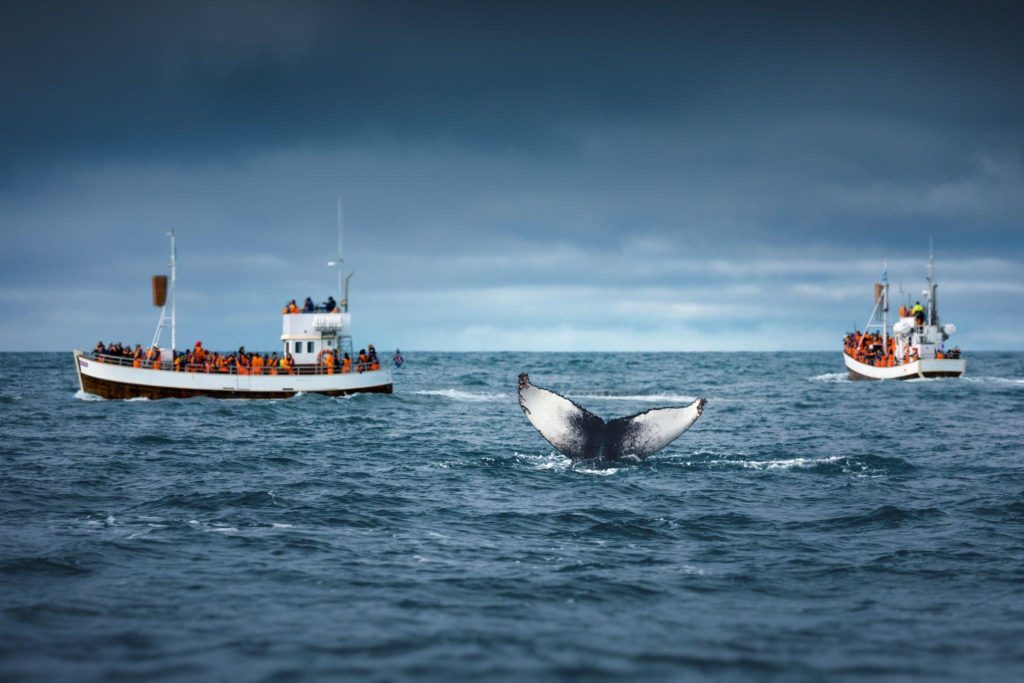 The Best Whale Tours in ‘Eua
