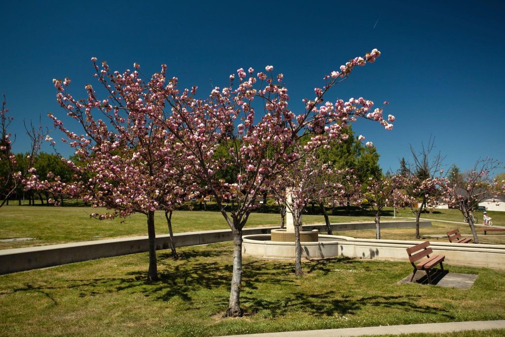 Cupertino Memorial Park
