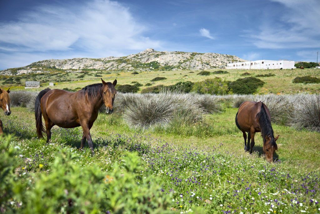 Asinara National Park