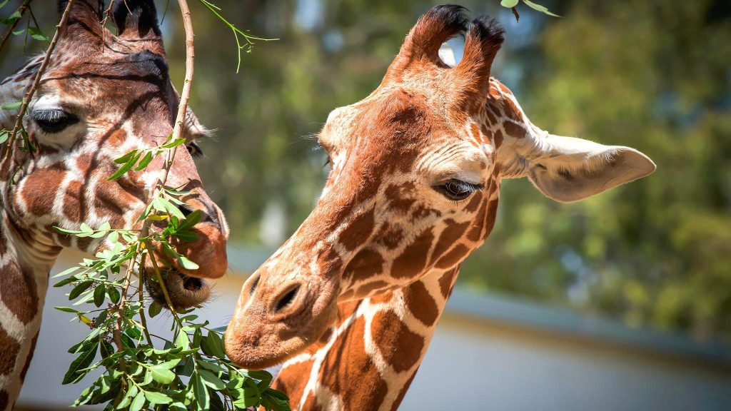 See the Animals at Akron Zoo