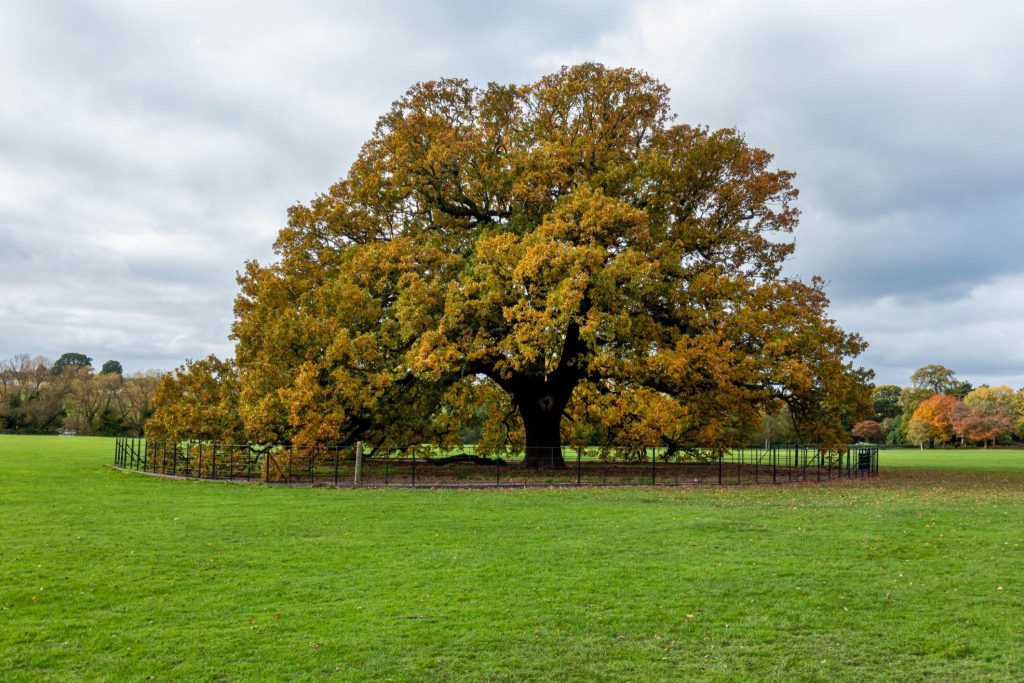 Charter Oak Tree