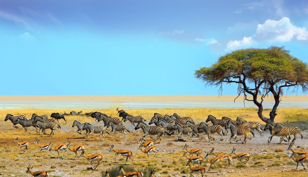 Etosha National Park: A Wildlife Haven