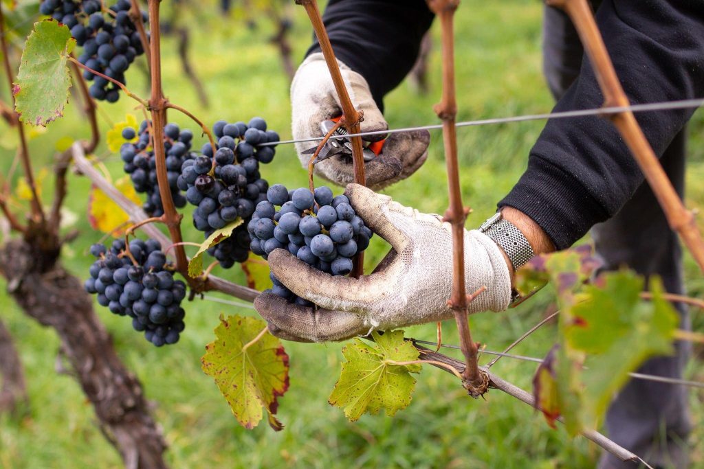 Harvest Bio Grapes in September