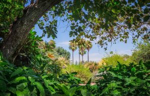 South Texas Botanical Gardens