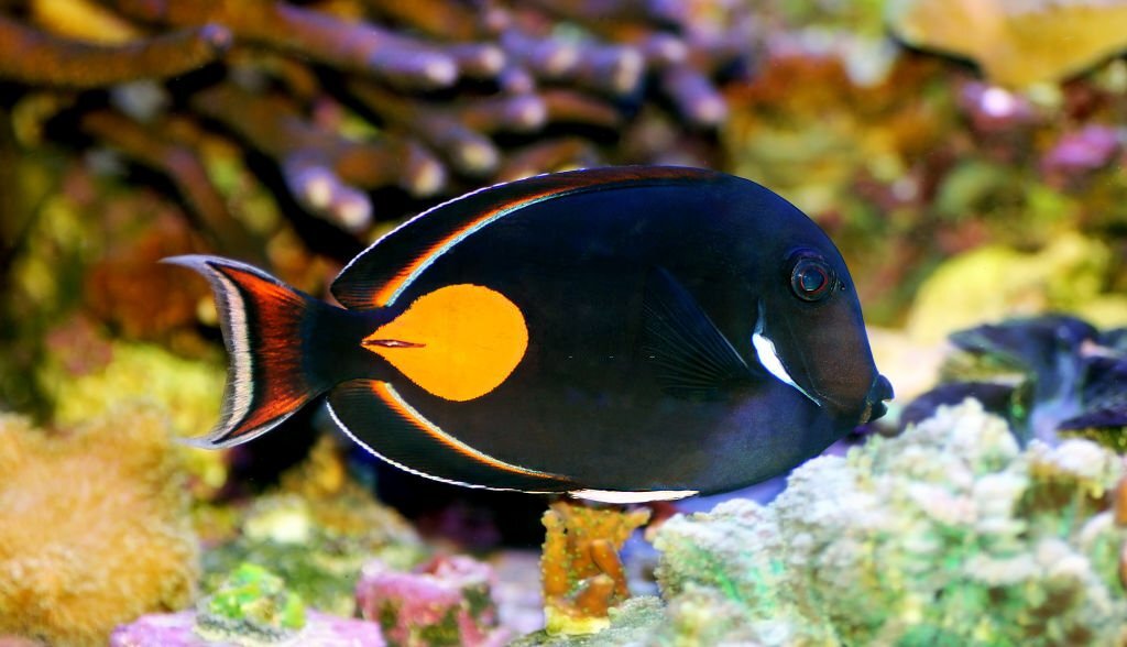Rich Marine Life and Avian Delights