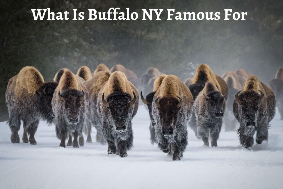 What Is Buffalo NY Famous For: Uncovering Hidden Gems