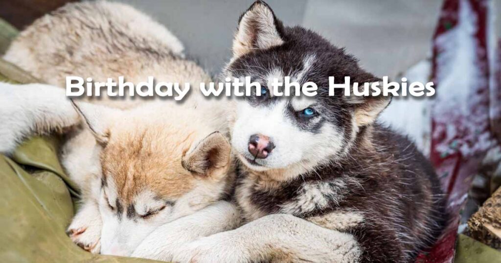 Birthday with the Huskies