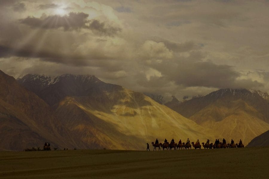 camel safari
