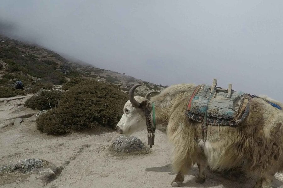 Yak safari